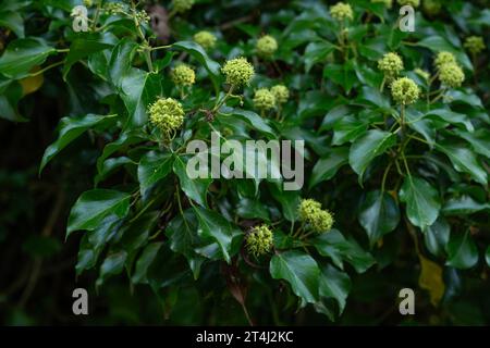 Efeu (Hedera helix) blüht im September in Cambridgeshire, England Stockfoto