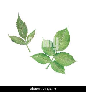 Aquarellgrüne Blätter von Rosen, Hagebutten, Himbeeren, Brombeeren auf weißem Hintergrund. Aquarellabbildung. Vorlage für Verpackung Stockfoto