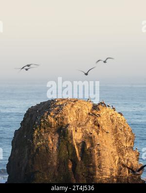 Ein Blick aus der Vogelperspektive auf eine atemberaubende Küste am Strand von Punta de Lobos, Chile Stockfoto