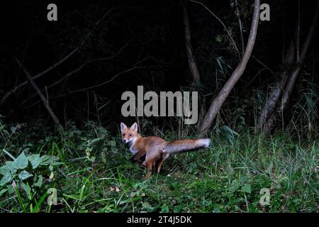 GER, Natur, Wildtiere im Wald - aufgenommen mit einer Fotofalle/26.09.2023, Wald, Lübeck, GER, Natur, Wildtiere im Wald im Bild/Bild zeigt Rotfuchs Vulpes vulpes im Wald *** GER, Natur, Wildtiere im Wald aufgenommen mit einer Fotofalle 26 09 2023, Wald, Lübeck, GER, Natur, Wildtiere im Wald im Bild zeigt Rotfuchs Vulpes vulpes im Wald Nordfoto GmbHxTauchnitz nph00059 Credit: Imago/Alamy Live News Stockfoto