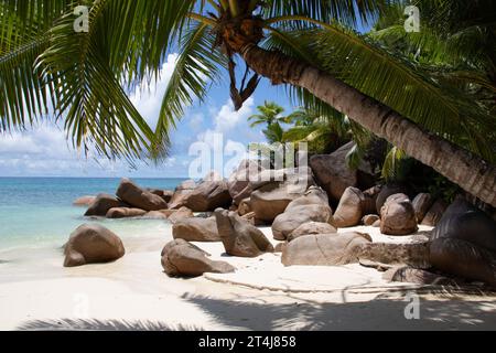 Wunderschöner palmengesäumter Strand, türkisfarbenes Wasser und Granitfelsen im Luxushotel und Resort Constance Lemuria, Praslin, Seychellen, Indischer Ozean Stockfoto