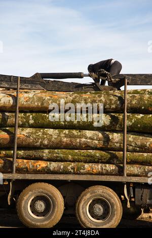 Baumaufzeichnung für die Versorgung in der Holzindustrie Stockfoto