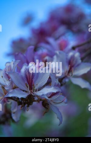 Orchideenbaum, auch bekannt als Halb Hardy Tree, Purple Orchid Tree, Butterfly Ash, Orchideenbaum, Weißer Kamelfuß, Bergrebenholz oder Weißer bauhinia. Bild Stockfoto