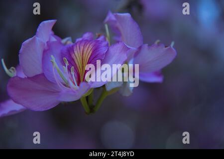 Orchideenbaum, auch bekannt als Halb Hardy Tree, Purple Orchid Tree, Butterfly Ash, Orchideenbaum, Weißer Kamelfuß, Bergrebenholz oder Weißer bauhinia. Bild Stockfoto