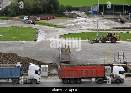 Tienen, Belgien. 31. Oktober 2023. Die Abbildung zeigt die Tiense Suikerraffinaderij - Raffinerie Tirlemontoise, in Tienen, Dienstag, 31. Oktober 2023. BELGA PHOTO ERIC LALMAND Credit: Belga News Agency/Alamy Live News Stockfoto