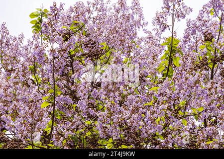 Fliederbaum und Blumen im Zentrum des Departements Mulhouse Oberrhein-Elsass in Frankreich Stockfoto