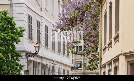 Fliederbaum und Blumen im Zentrum des Departements Mulhouse Oberrhein-Elsass in Frankreich Stockfoto