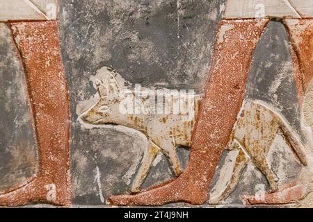 Ägypten, Sakkara, Grab von Mehu, Detail der Opferprozession: Hyena in Leine. Stockfoto