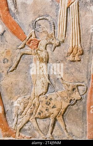 Ägypten, Sakkara, Grab von Mehu, Detail der Opferprozession: Bouquetin und Stier. Stockfoto