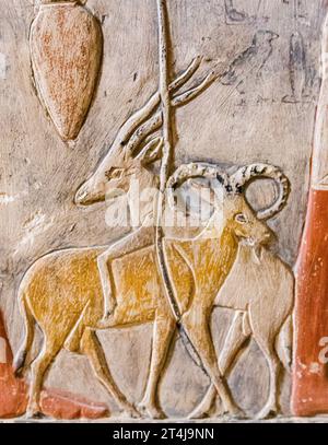 Ägypten, Sakkara, Grab von Mehu, Detail der Opferprozession: RAM und Addax. Stockfoto