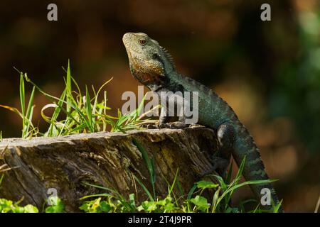 Posing Gippsland Water Dragon, Canberra, Australien Stockfoto