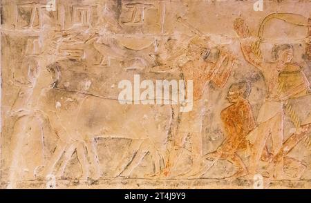 Ägypten, Sakkara, Grab von Mehu, Landwirtschaft: Pflügen und Aussäen. Stockfoto