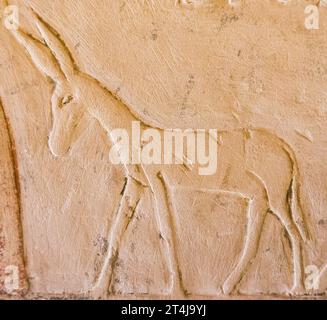 Ägypten, Sakkara, Grab von Mehu, Ernteszene: Esel. Stockfoto