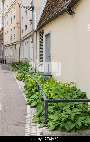 Städtische Begrünung im Zentrum des Departements Mulhouse Region Oberrhein-Elsass in Frankreich Stockfoto