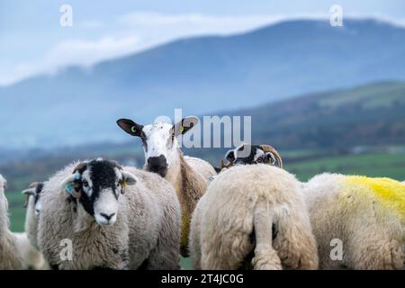 Blue Faced Leicester rammte das Lamm mit Swaledale-Schafen Ende Oktober aus, um nordenglische Maultierlämmer zu produzieren. Cumbria, Großbritannien. Stockfoto