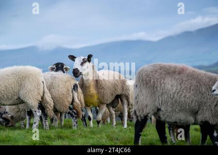 Blue Faced Leicester rammte das Lamm mit Swaledale-Schafen Ende Oktober aus, um nordenglische Maultierlämmer zu produzieren. Cumbria, Großbritannien. Stockfoto