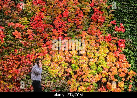 London, Großbritannien. 31. Oktober 2023. Die Leute laufen und radeln vorbei am herbstlichen virginia Creeper (Parthenocissus quinquefolia), der die Admiralität Citadel at Horse Guards Parade in leuchtenden Rot-, Orangen- und Grüntönen an einem meist trockenen und milden Tag in London mit wunderschönem Sonnenschein am Nachmittag besteigt. Quelle: Imageplotter/Alamy Live News Stockfoto