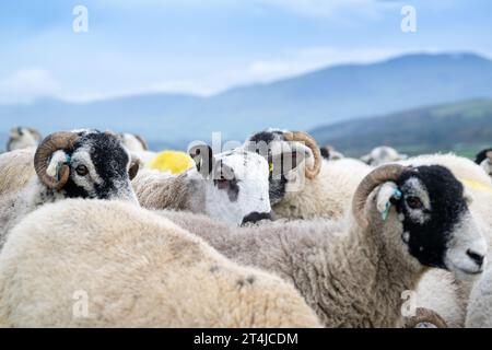 Blue Faced Leicester rammte das Lamm mit Swaledale-Schafen Ende Oktober aus, um nordenglische Maultierlämmer zu produzieren. Cumbria, Großbritannien. Stockfoto