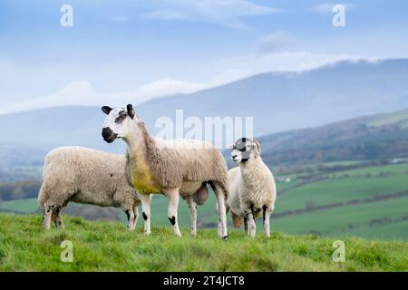 Blue Faced Leicester rammte das Lamm mit Swaledale-Schafen Ende Oktober aus, um nordenglische Maultierlämmer zu produzieren. Cumbria, Großbritannien. Stockfoto