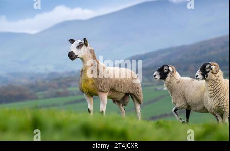 Blue Faced Leicester rammte das Lamm mit Swaledale-Schafen Ende Oktober aus, um nordenglische Maultierlämmer zu produzieren. Cumbria, Großbritannien. Stockfoto