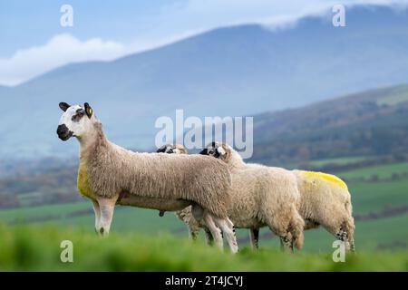 Blue Faced Leicester rammte das Lamm mit Swaledale-Schafen Ende Oktober aus, um nordenglische Maultierlämmer zu produzieren. Cumbria, Großbritannien. Stockfoto