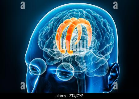 Röntgenaufnahme des cingulären Gyrus mit 3D-Darstellung des Gehirns. Anatomie des menschlichen Körpers und des Nervensystems, Medizin, Biologie, Wissenschaft, Neurowissenschaft, Neuro Stockfoto