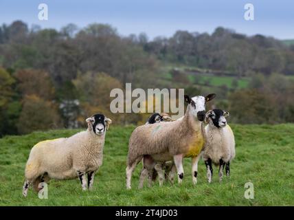 Blue Faced Leicester rammte das Lamm mit Swaledale-Schafen Ende Oktober aus, um nordenglische Maultierlämmer zu produzieren. Cumbria, Großbritannien. Stockfoto