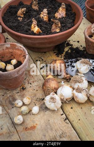 Frühlingszwiebeln bereit zum Einpflanzen in Töpfe Stockfoto