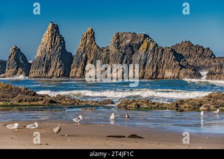 Seehaufen, Möwen im Seal Rock State Park, Oregon Islands National Wildlife Refuge, in der Nähe von Newport, Oregon, USA Stockfoto