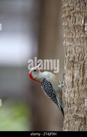 Rotbauchspecht, Melanerpes Caroline’s, an der Seite eines Baumes in Florida, usa Stockfoto