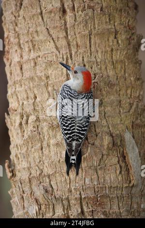 Rotbauchspecht, Melanerpes Caroline’s, an der Seite eines Baumes in Florida, usa Stockfoto