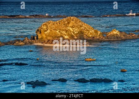 Hunderte von Seelöwen und Robben auf Shell Island, Simpson Reef Viewpoint, bei Sonnenaufgang im Sommer, Cape Arago State Park, Oregon, USA Stockfoto