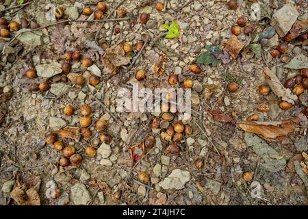 Blick hinunter auf die Fülle von gefallenen Eicheln umgeben von Blättern Zweigen und Steinen auf dem Boden Nahaufnahme im Herbst Stockfoto