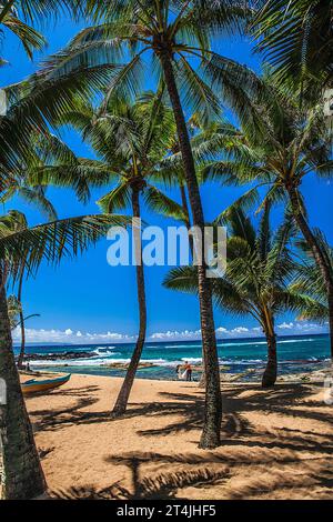 Palmen in Oahu, Hawaii Stockfoto