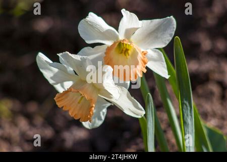 Frühlingsblumen im Garten - Narzissen (Narzissen) - Nahaufnahme Stockfoto