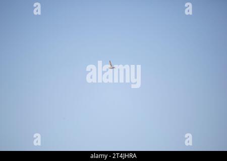 Männliche grüne Ente (Anas carolinenccsis), die durch einen blauen Himmel fliegt Stockfoto