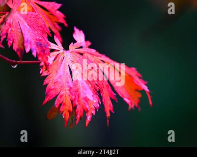 28. Oktober 2023, Berlin: Die Blätter eines Fächerahorns (Acer palmatum) sind vom Regen nass. Foto: Soeren Stache/dpa Stockfoto