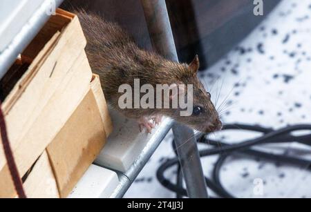 25. Oktober 2023, Hamburg: Eine Ratte sitzt in einem Regal, das auf einer Terrasse platziert wird. Die Ratte gehört zur Ordnung der Nagetiere (Rodentia) und zur Familie der Mäuse (Muridae). Foto: Markus Scholz/dpa Stockfoto