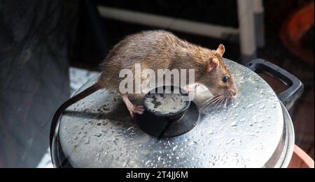 25. Oktober 2023, Hamburg: Eine Ratte sitzt auf einem Kochtopf, der auf einer Terrasse steht. Die Ratte gehört zur Ordnung der Nagetiere (Rodentia) und zur Familie der Mäuse (Muridae). Foto: Markus Scholz/dpa Stockfoto