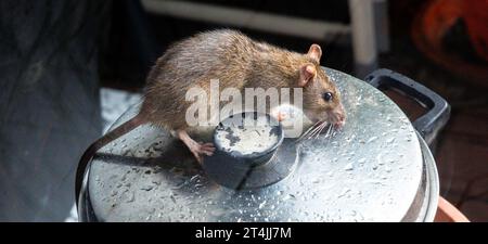 25. Oktober 2023, Hamburg: Eine Ratte sitzt auf einem Kochtopf, der auf einer Terrasse steht. Die Ratte gehört zur Ordnung der Nagetiere (Rodentia) und zur Familie der Mäuse (Muridae). Foto: Markus Scholz/dpa Stockfoto