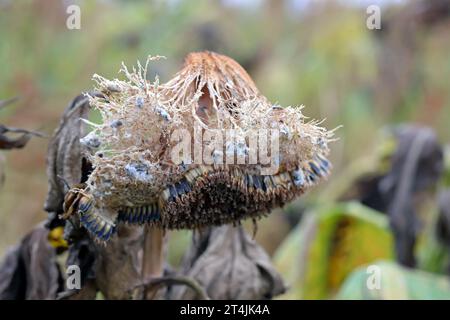 ​​​​​​​​​​Sclerotinia skleroorum-Erkrankungen von Sunflower​ (Weißer Schimmel). Sclerotinia-Kopffäule. Sklerotie durch Erreger sichtbar. Stockfoto