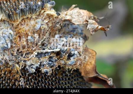 ​​​​​​​​​​Sclerotinia skleroorum-Erkrankungen von Sunflower​ (Weißer Schimmel). Sclerotinia-Kopffäule. Sklerotie durch Erreger sichtbar. Stockfoto