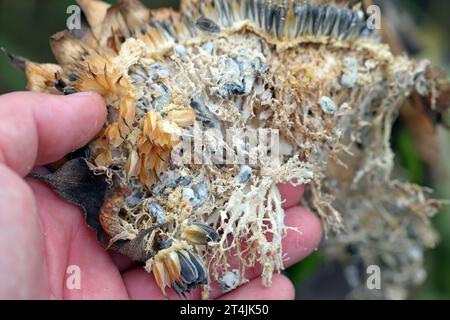 ​​​​​​​​​​Sclerotinia skleroorum-Erkrankungen von Sunflower​ (Weißer Schimmel). Sclerotinia-Kopffäule. Sklerotie durch Erreger sichtbar. Stockfoto