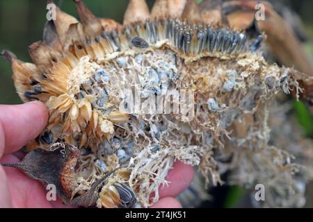 ​​​​​​​​​​Sclerotinia skleroorum-Erkrankungen von Sunflower​ (Weißer Schimmel). Sclerotinia-Kopffäule. Sklerotie durch Erreger sichtbar. Stockfoto