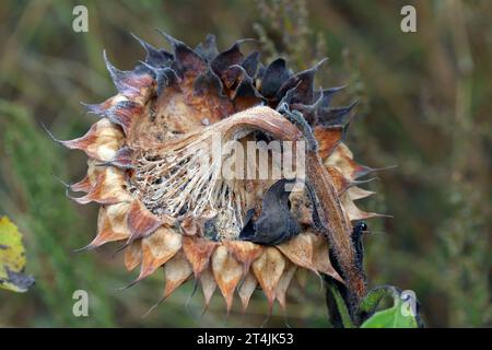 ​​​​​​​​​​Sclerotinia skleroorum-Erkrankungen von Sunflower​ (Weißer Schimmel). Sclerotinia-Kopffäule. Stockfoto