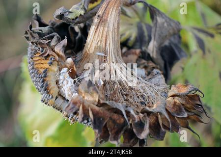 ​​​​​​​​​​Sclerotinia skleroorum-Erkrankungen von Sunflower​ (Weißer Schimmel). Sclerotinia-Kopffäule. Stockfoto