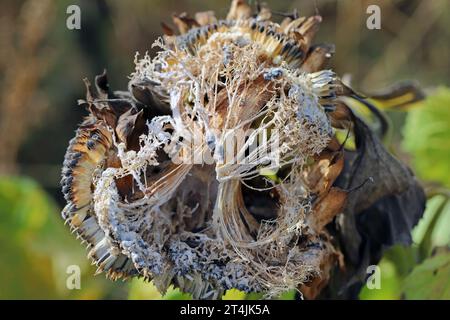 ​​​​​​​​​​Sclerotinia skleroorum-Erkrankungen von Sunflower​ (Weißer Schimmel). Sclerotinia-Kopffäule. Sklerotie durch Erreger sichtbar. Stockfoto