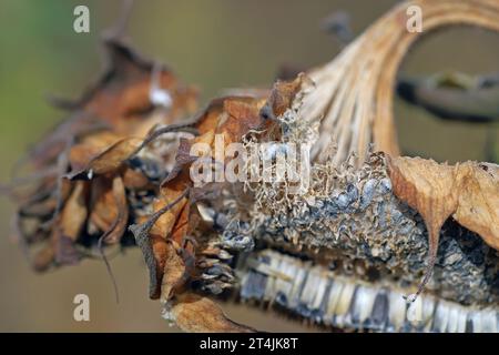 ​​​​​​​​​​Sclerotinia skleroorum-Erkrankungen von Sunflower​ (Weißer Schimmel). Sclerotinia-Kopffäule. Sklerotie durch Erreger sichtbar. Stockfoto