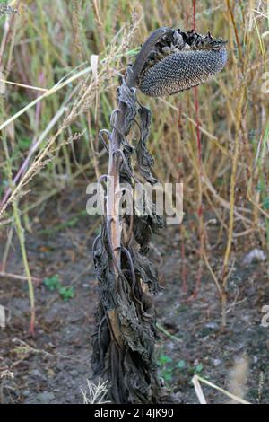 ​​​​​​​​​​Sclerotinia skleroorum-Erkrankungen von Sunflower​ (Weißer Schimmel). Die Pflanze wurde durch die Wurzelfäule getötet. Stockfoto