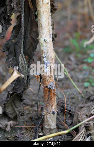 ​​​​​​​​​​Sclerotinia skleroorum-Erkrankungen von Sunflower​ (Weißer Schimmel). Die Pflanze wurde durch die Wurzelfäule getötet. Stockfoto